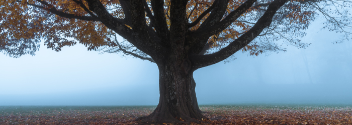 Τα Κυπριακά Δικαστήρια Aποφάσισαν: Ποινικό αδίκημα η άρνηση ενοικιαστών να εκκενώσουν μετά τον τερματισμό