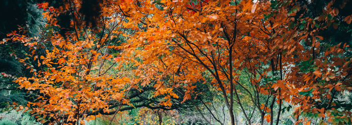 More time to bring Cyprus company filings up to date